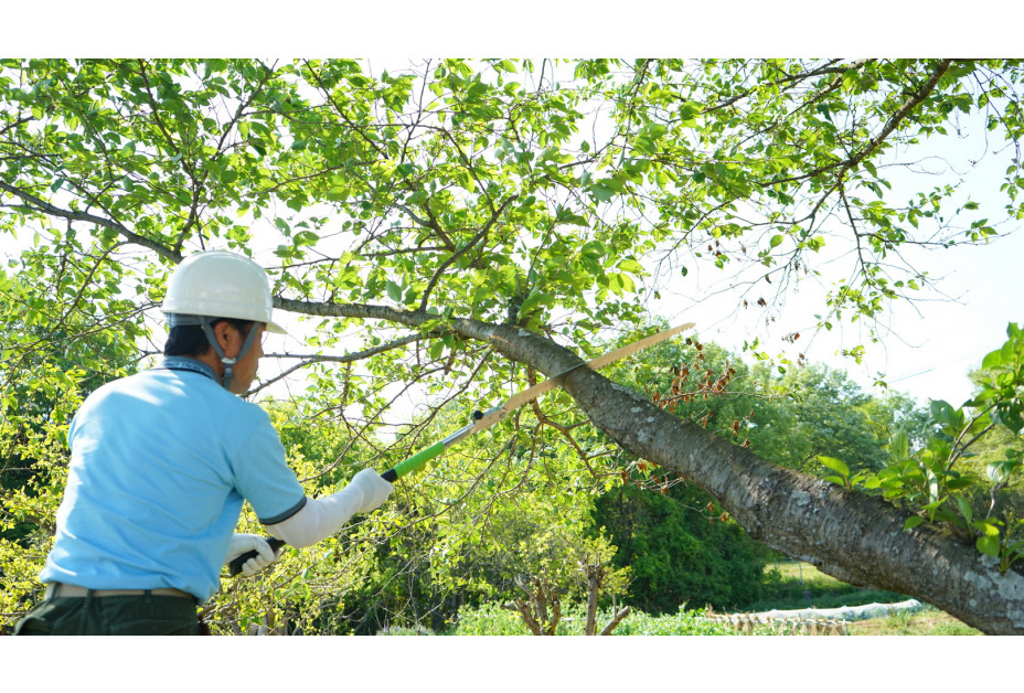 SILKY Folding Saw Katanaboy Professional